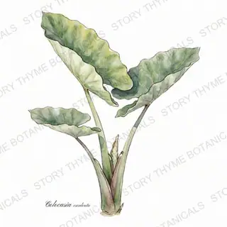 Elephant Ear — vintage botanical The Plant Library print on a white background