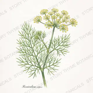 Fennel — vintage botanical The Plant Library print on a white background