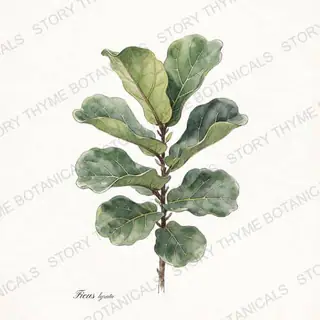 Fiddle-Leaf Fig — vintage botanical The Plant Library print on a white background