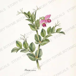 Field Pea (Austrian Winter Pea) — vintage botanical The Plant Library print on a white background