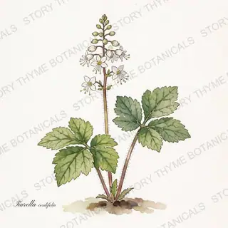 Foamflower — vintage botanical The Plant Library print on a white background