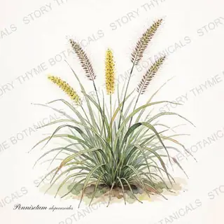 Fountain Grass — vintage botanical The Plant Library print on a white background