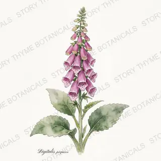 Foxglove — vintage botanical The Plant Library print on a white background