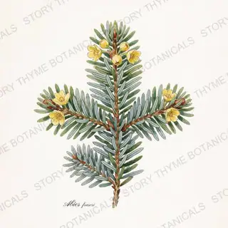 Fraser Fir — vintage botanical The Plant Library print on a white background