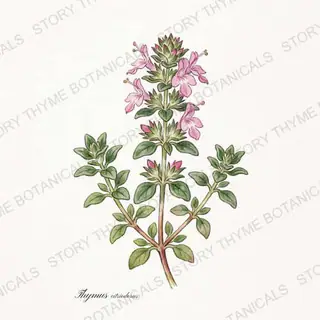 Lemon Thyme — vintage botanical The Plant Library print on a white background