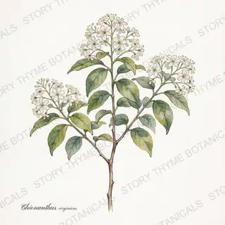 Fringe Tree — vintage botanical The Plant Library print on a white background