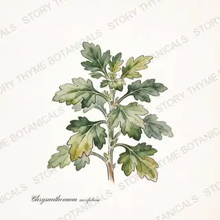 Garden Mum — vintage botanical The Plant Library print on a white background
