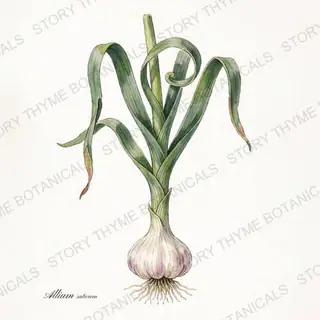 Garlic — vintage botanical The Plant Library print on a white background