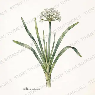 Garlic Chives — vintage botanical The Plant Library print on a white background