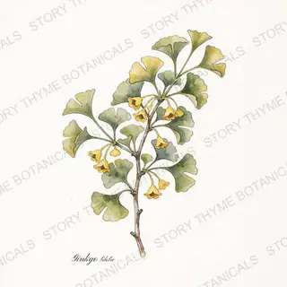 Ginkgo — vintage botanical The Plant Library print on a white background