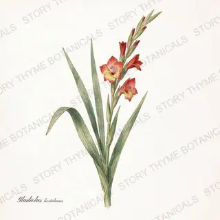 Gladiolus — vintage botanical The Plant Library print on a white background