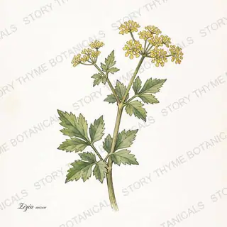 Golden Alexanders — vintage botanical The Plant Library print on a white background