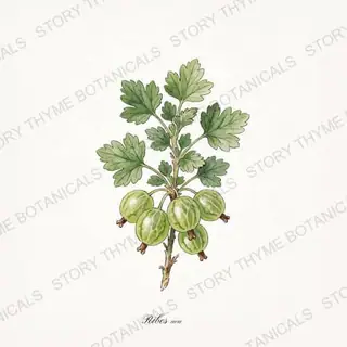 Gooseberry — vintage botanical The Plant Library print on a white background