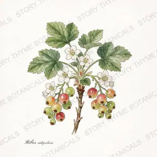 Jostaberry — vintage botanical The Plant Library print on a white background
