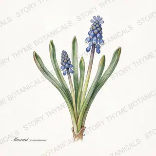 Grape Hyacinth — vintage botanical The Plant Library print on a white background