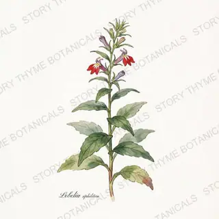 Great Blue Lobelia — vintage botanical The Plant Library print on a white background