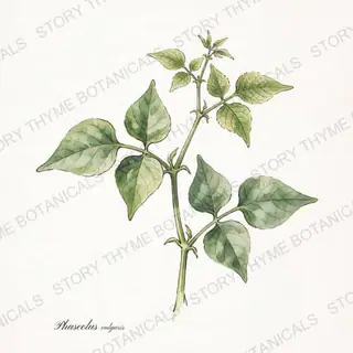 Green Bean — vintage botanical The Plant Library print on a white background