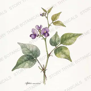 American Groundnut — vintage botanical The Plant Library print on a white background