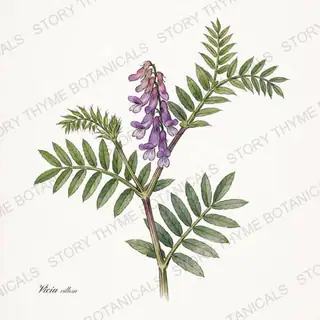 Hairy Vetch — vintage botanical The Plant Library print on a white background