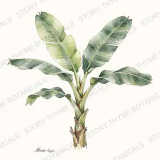 Hardy Banana — vintage botanical The Plant Library print on a white background