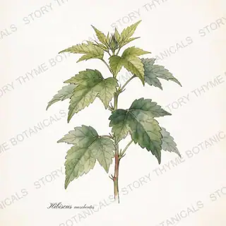 Hardy Hibiscus (Rose Mallow) — vintage botanical The Plant Library print on a white background