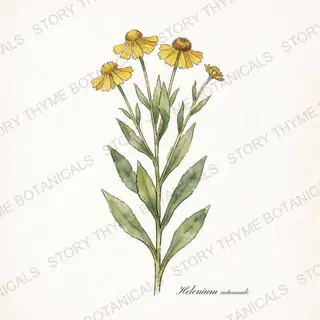 Helen's Flower (Sneezeweed) — vintage botanical The Plant Library print on a white background