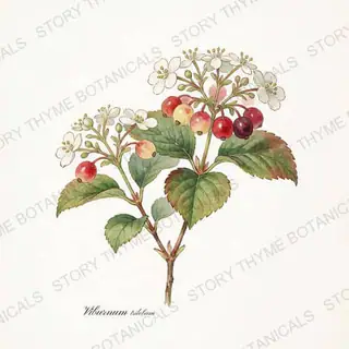 Highbush Cranberry — vintage botanical The Plant Library print on a white background