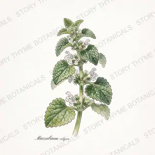 Horehound — vintage botanical The Plant Library print on a white background