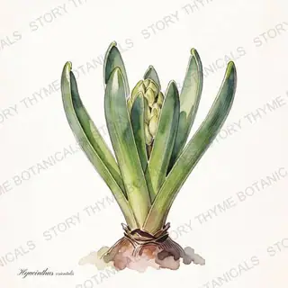 Hyacinth — vintage botanical The Plant Library print on a white background