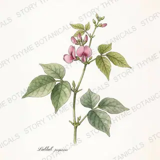 Hyacinth Bean — vintage botanical The Plant Library print on a white background