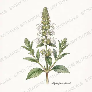 Hyssop — vintage botanical The Plant Library print on a white background