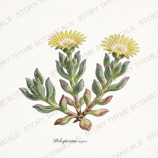 Hardy Ice Plant — vintage botanical The Plant Library print on a white background
