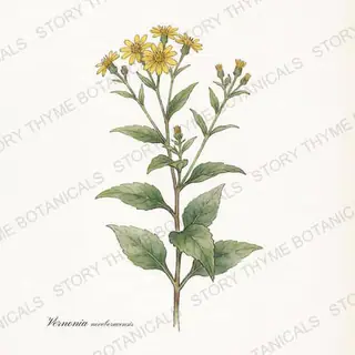 Ironweed — vintage botanical The Plant Library print on a white background