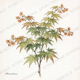 Japanese Maple — vintage botanical The Plant Library print on a white background