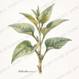 Jerusalem Artichoke — vintage botanical The Plant Library print on a white background