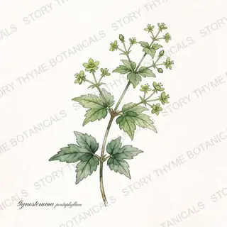 Jiaogulan — vintage botanical The Plant Library print on a white background