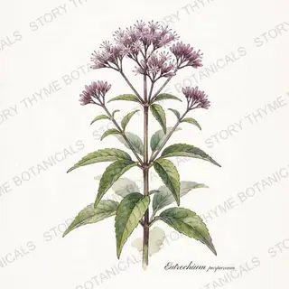 Joe Pye Weed — vintage botanical The Plant Library print on a white background