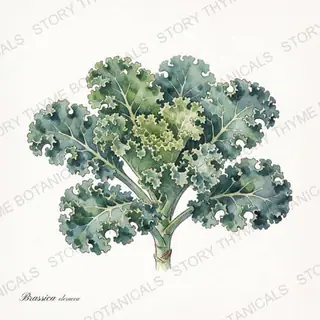Kale — vintage botanical The Plant Library print on a white background