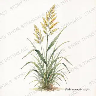 Feather Reed Grass — vintage botanical The Plant Library print on a white background