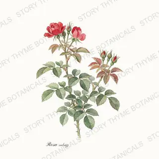 Knock Out Rose — vintage botanical The Plant Library print on a white background