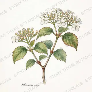 Koreanspice Viburnum — vintage botanical The Plant Library print on a white background
