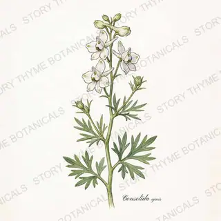 Larkspur — vintage botanical The Plant Library print on a white background