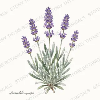 Lavender — vintage botanical The Plant Library print on a white background