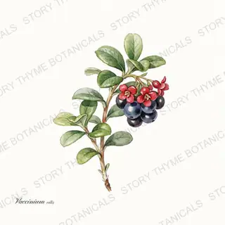 Lingonberry — vintage botanical The Plant Library print on a white background