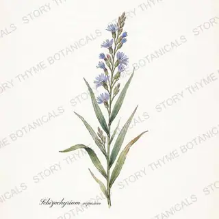 Little Bluestem — vintage botanical The Plant Library print on a white background