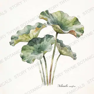 Sacred Lotus — vintage botanical The Plant Library print on a white background