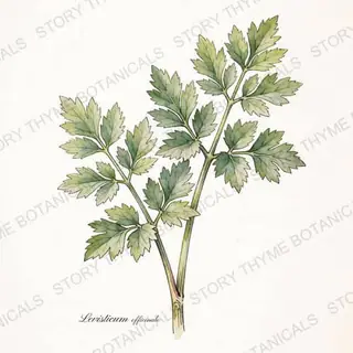 Lovage — vintage botanical The Plant Library print on a white background