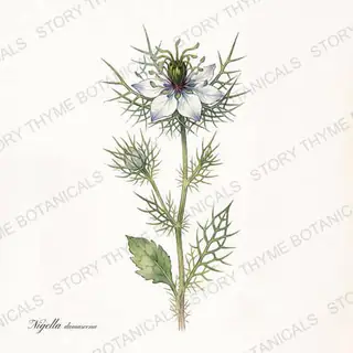 Love-in-a-Mist — vintage botanical The Plant Library print on a white background
