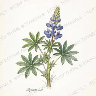 Lupine — vintage botanical The Plant Library print on a white background
