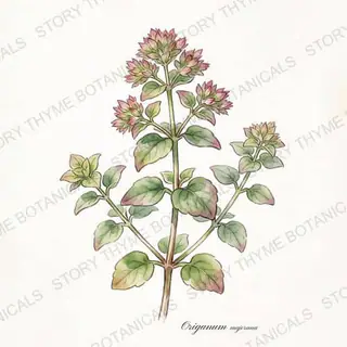 Sweet Marjoram — vintage botanical The Plant Library print on a white background
